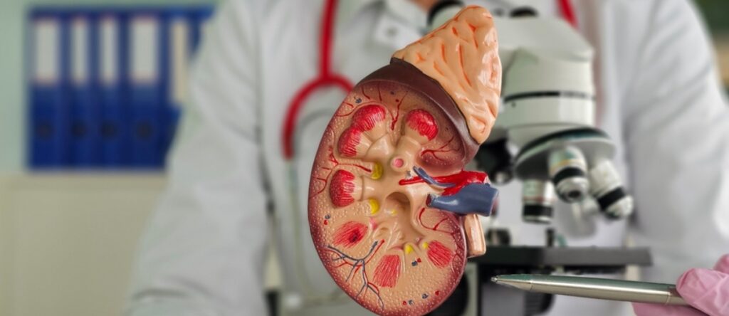 esami funzionalità renale santagostino busto arsizio